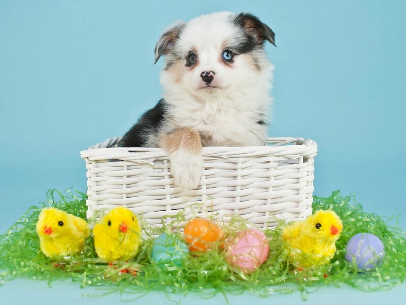 Puppy in Basket — Blue, Festive