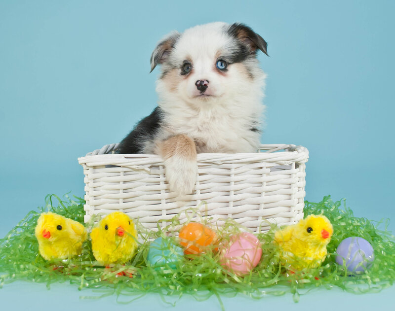 Puppy in Basket — Blue