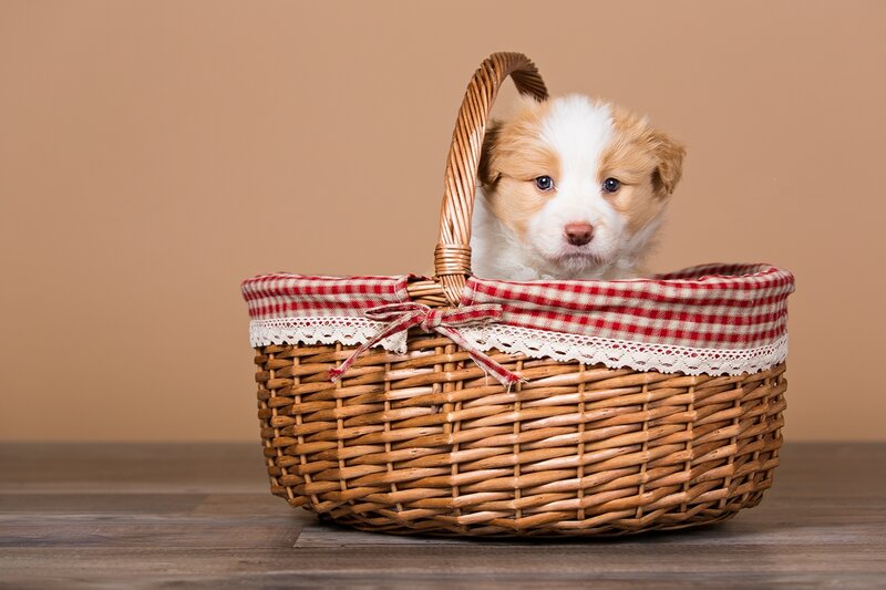 Puppy in Basket — Brown, Calm, Photograph, Checkered Cloth
