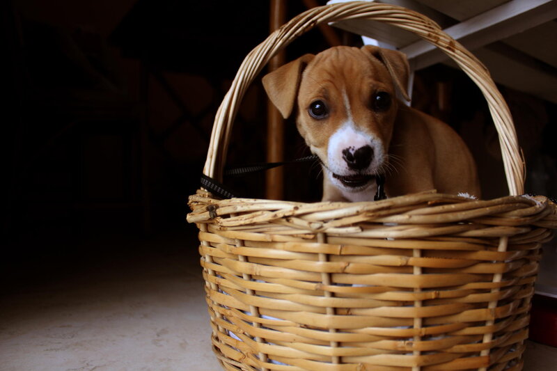 Puppy in Basket — Brown, Calm, Photograph