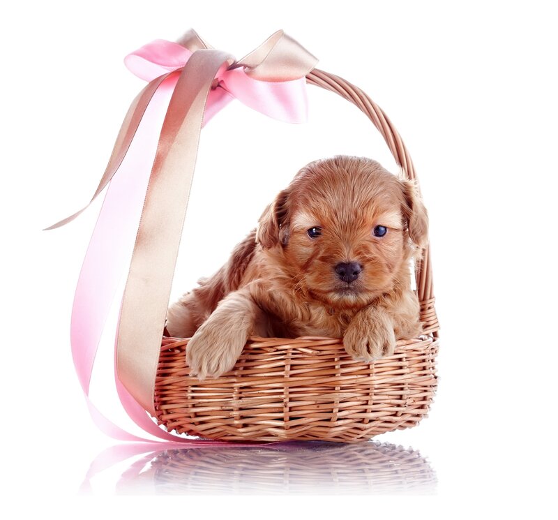 Puppy in Basket — Brown, Calm