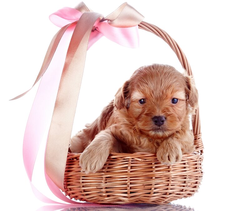 Puppy in Basket — Brown, Innocent