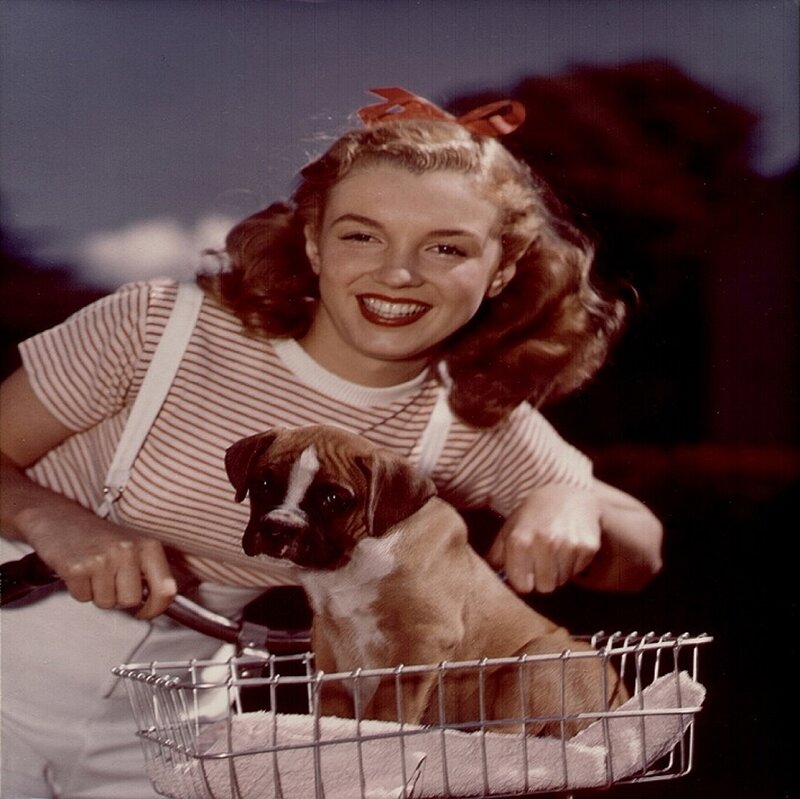 Puppy in Basket — Brown