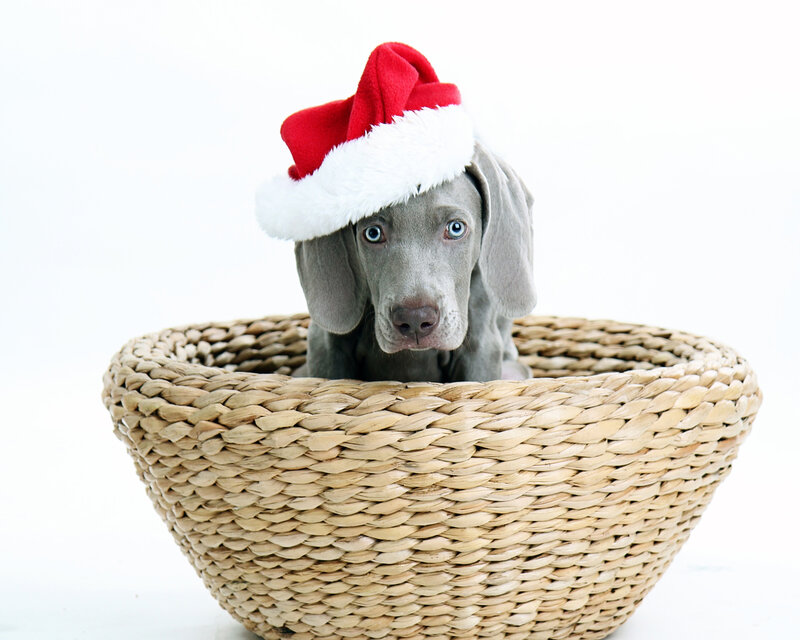 Puppy in Basket — Gray
