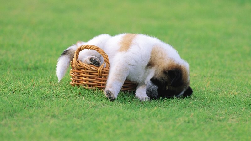 Puppy in Basket — Green, Peaceful