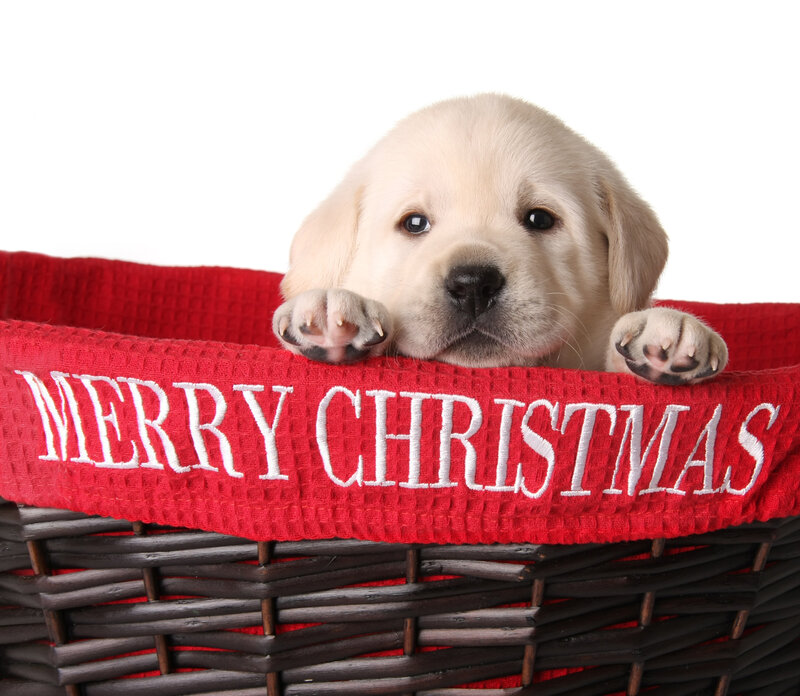 Puppy in Basket — Red