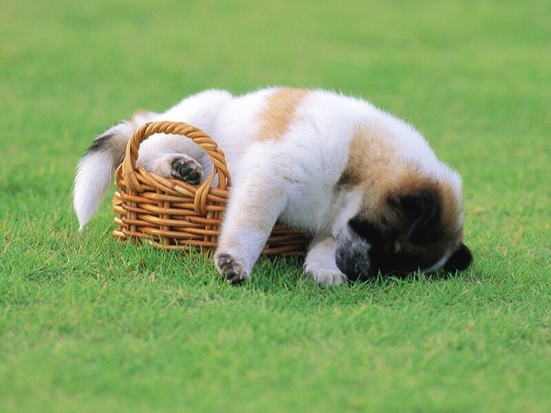 Puppy in Basket