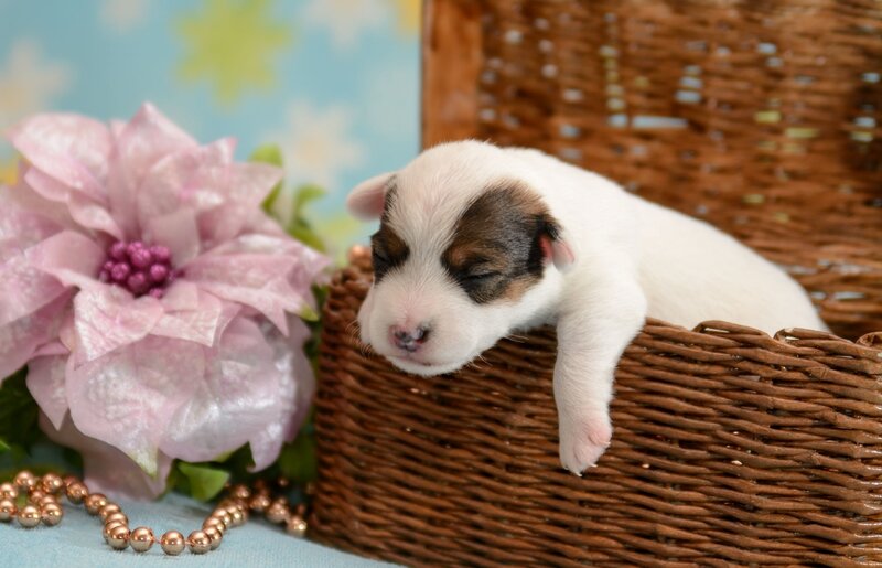 Puppy in Basket — White, Calm, Photograph