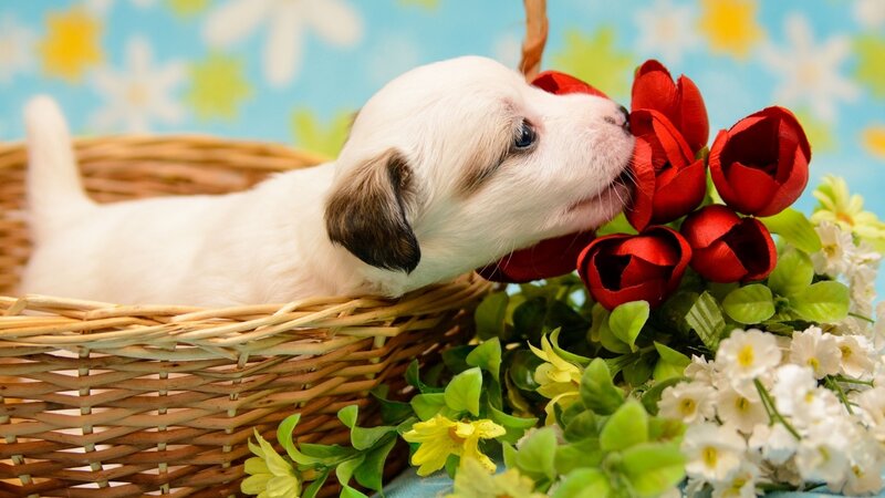 Puppy in Basket — White, Calm, Spring