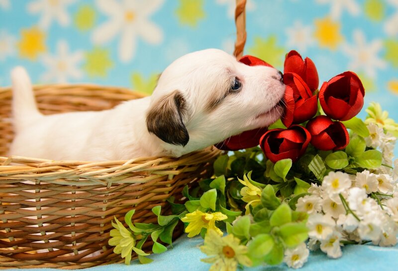 Puppy in Basket — White, Calm