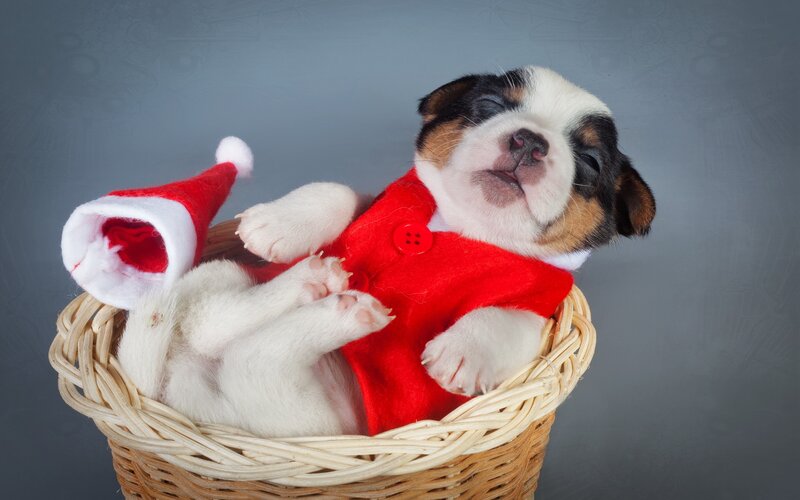 Puppy in Basket — White, Peaceful, Photograph