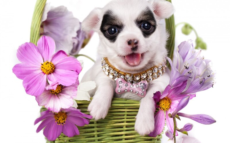 Puppy in Basket — White, Playful