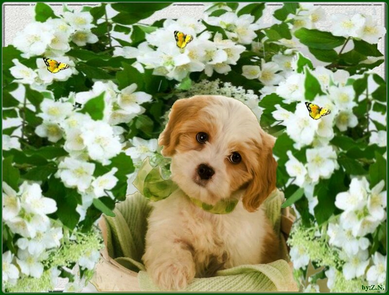 Puppy in Basket — White