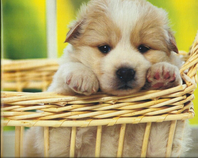 Puppy in Basket — Yellow, Calm