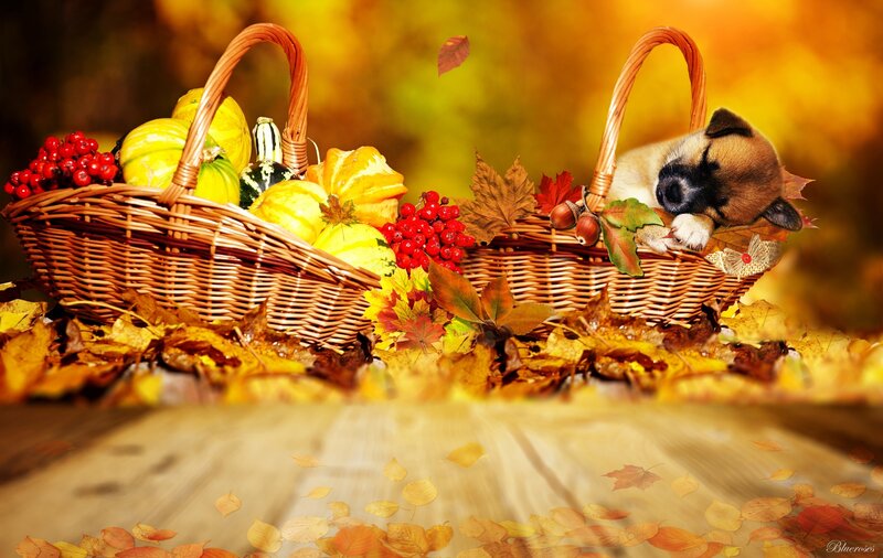 Puppy in Basket — Yellow, Serene