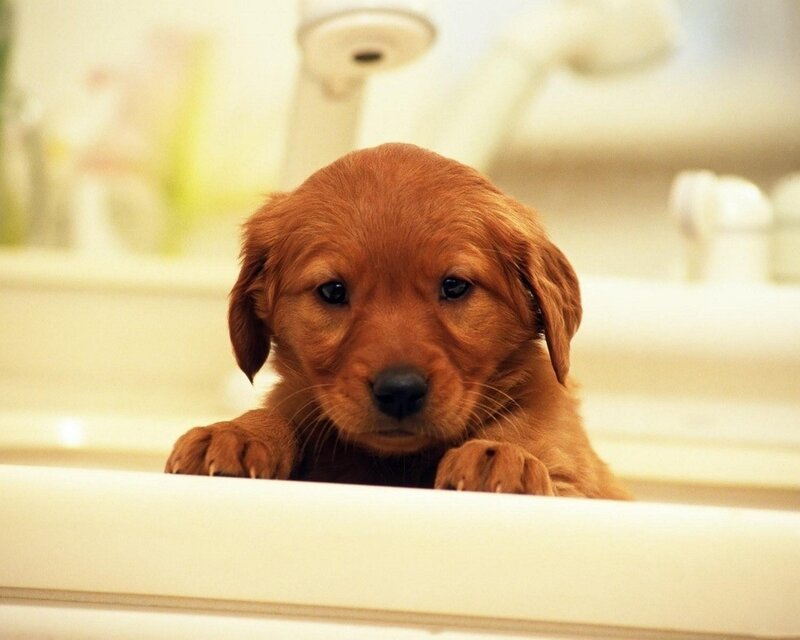 puppy in bathroom sink