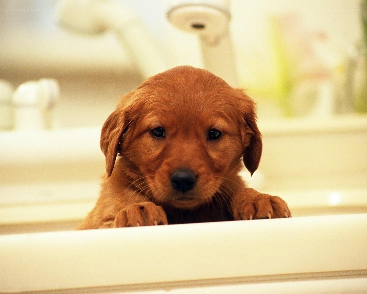 puppy in bathroom sink