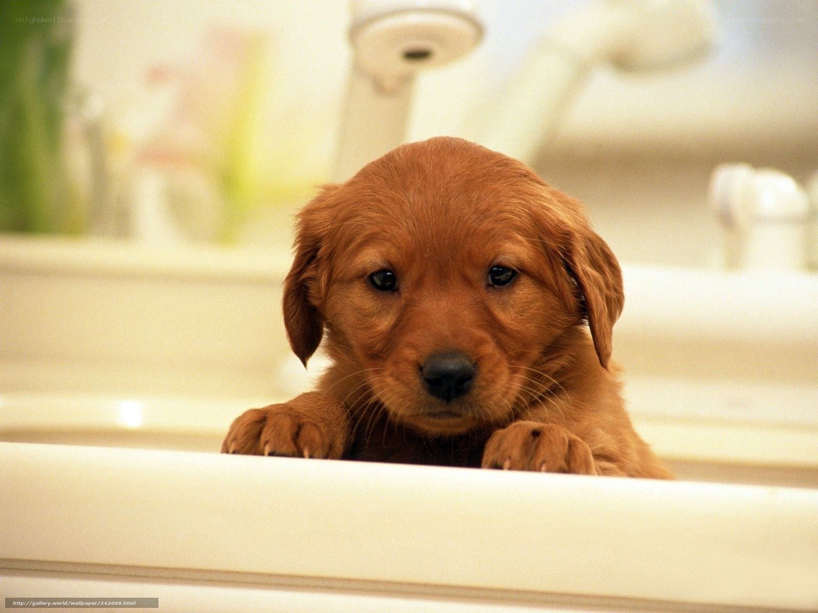 puppy in bathroom sink