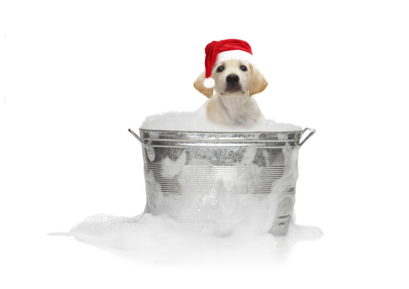 Puppy in Bathtub