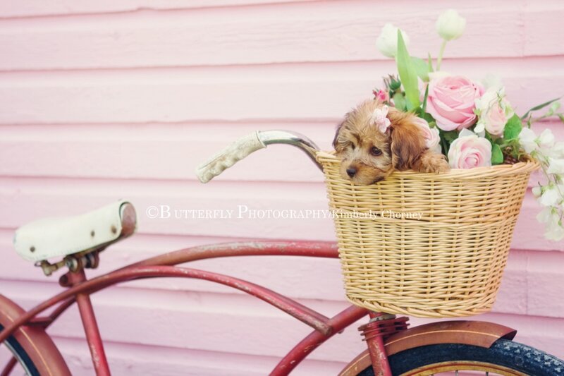 Puppy in Bicycle Basket