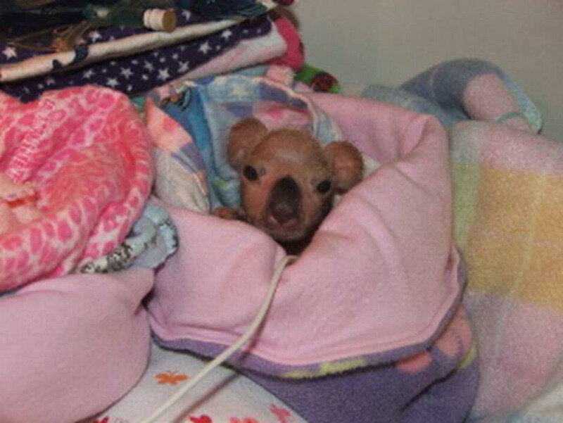 Puppy in Blankets