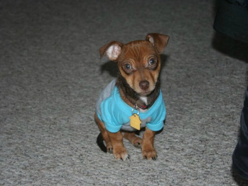 Puppy in Blue Shirt