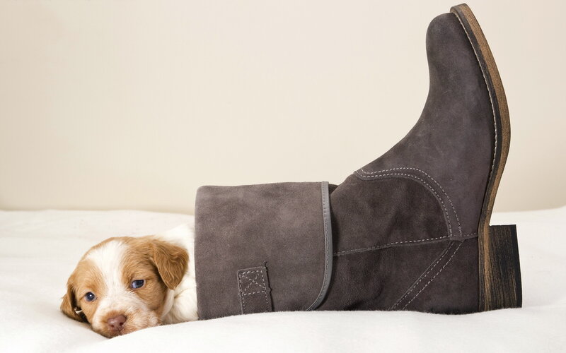 Puppy in Boot — Brown