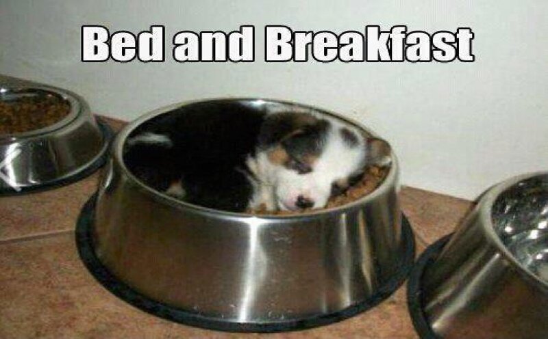 Puppy in Bowl — Silver