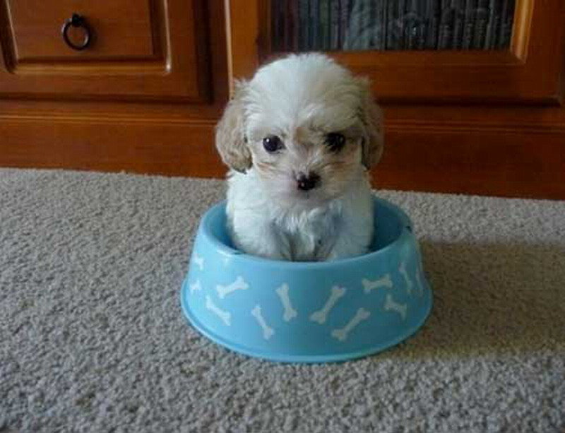 Puppy in Bowl