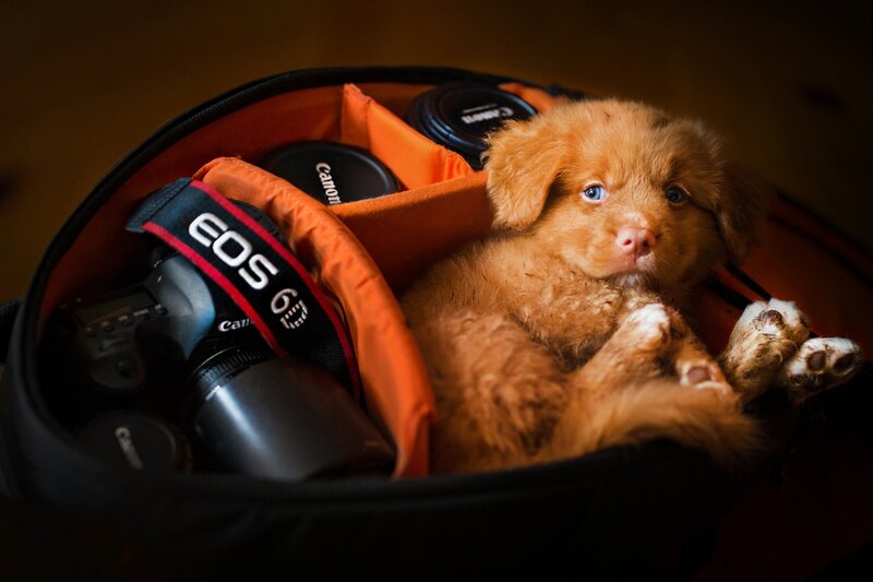 Puppy in Camera Bag — Orange