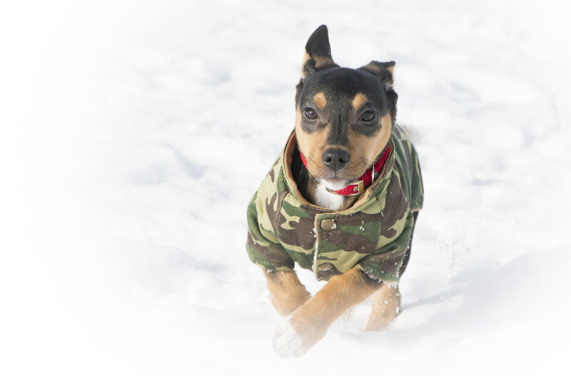 Puppy in Camouflage Coat