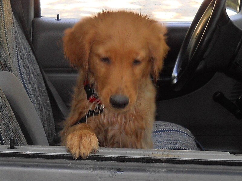 puppy in car seat