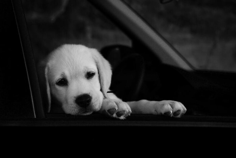 Puppy in Car Window — Black
