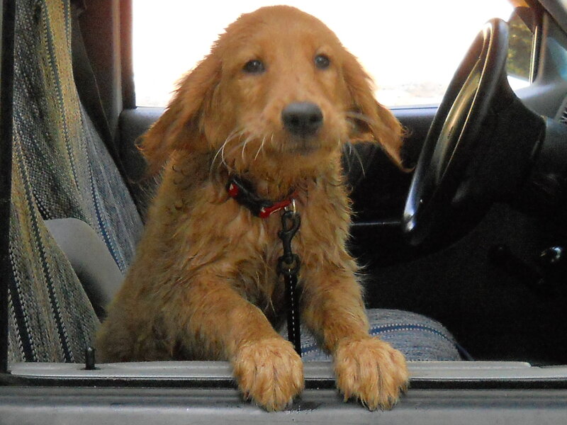 puppy in car window