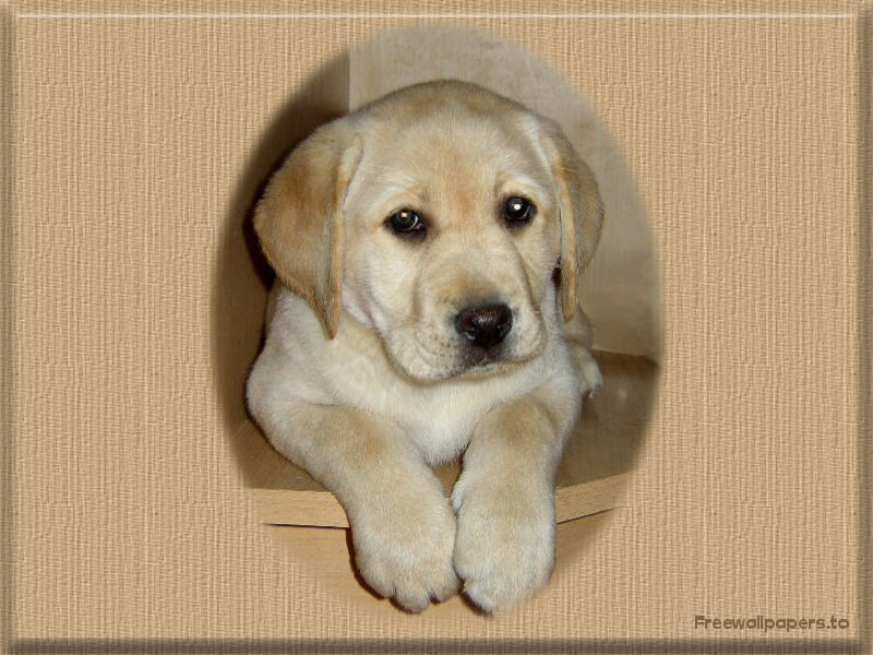 puppy in cardboard box