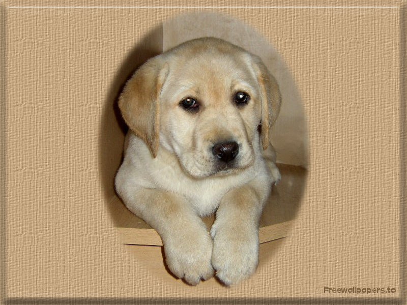 puppy in cardboard box