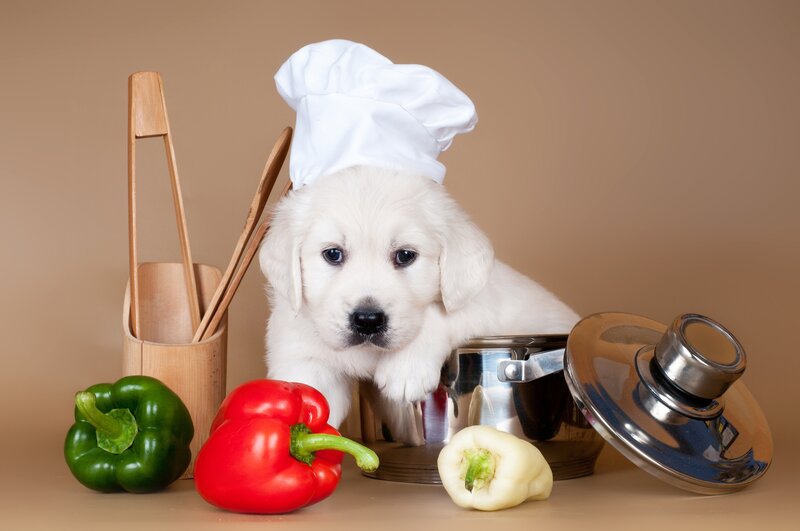 Puppy in Chef Hat