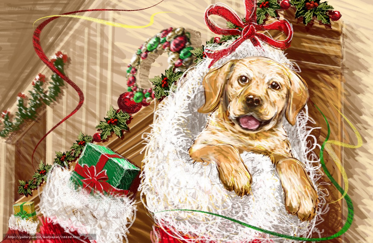Puppy in Christmas stocking