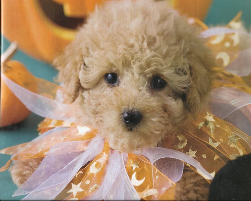 Puppy in Costume