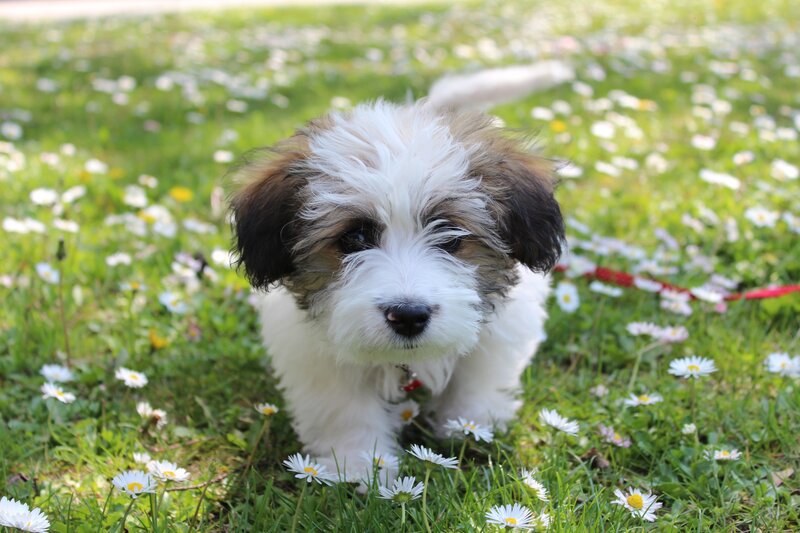 Puppy in Daisies