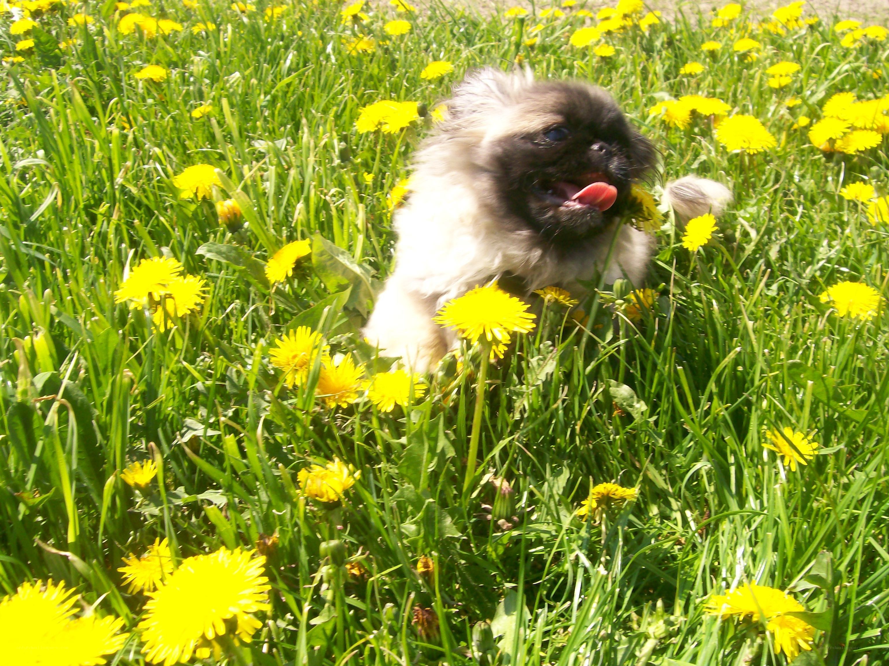 Puppy in dandelion field
