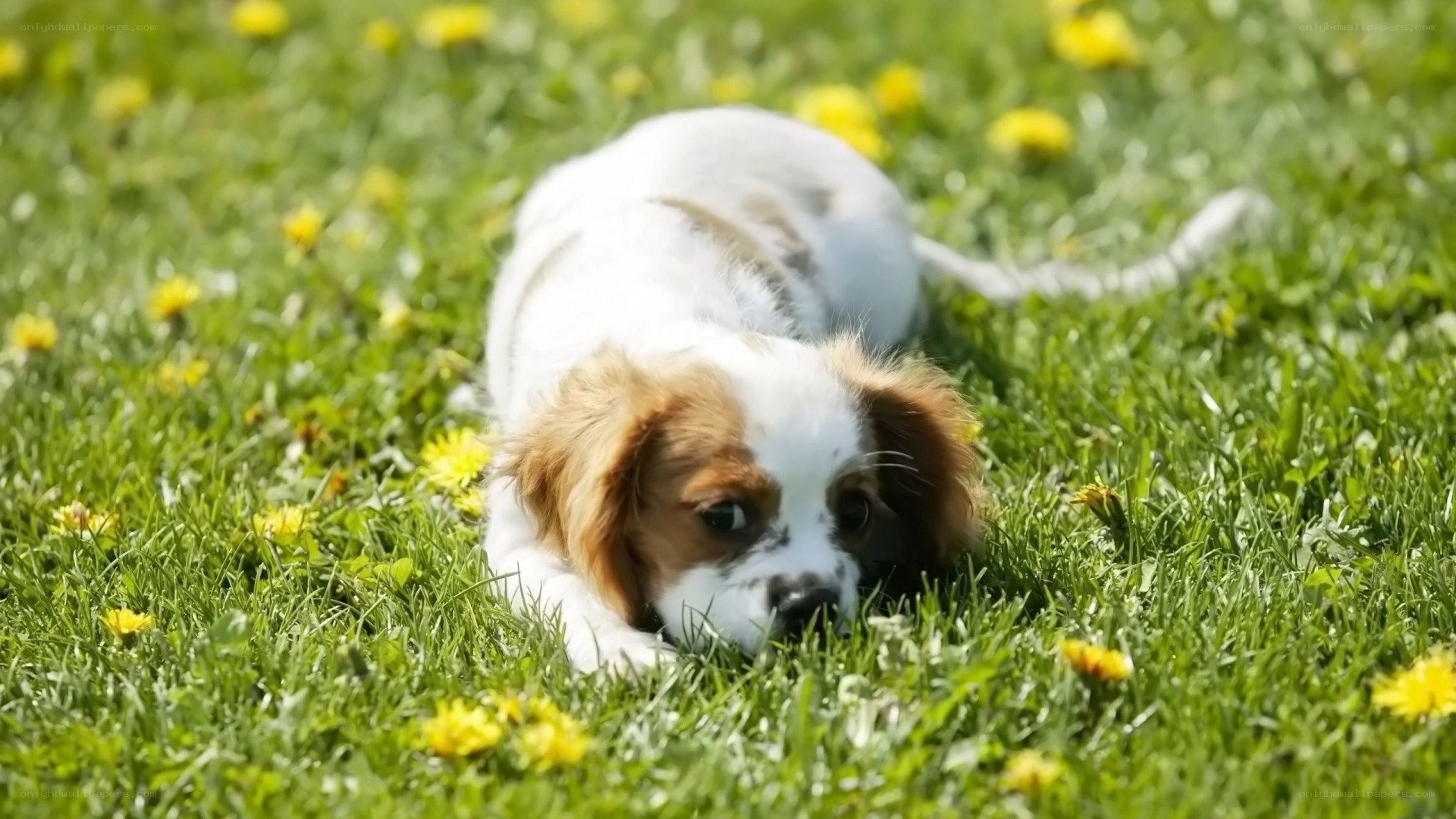 puppy in dandelion field