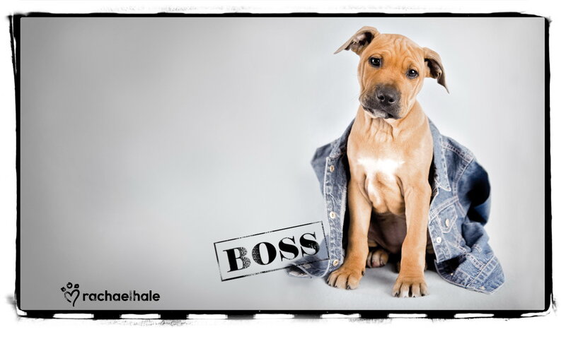 Puppy in Denim Jacket