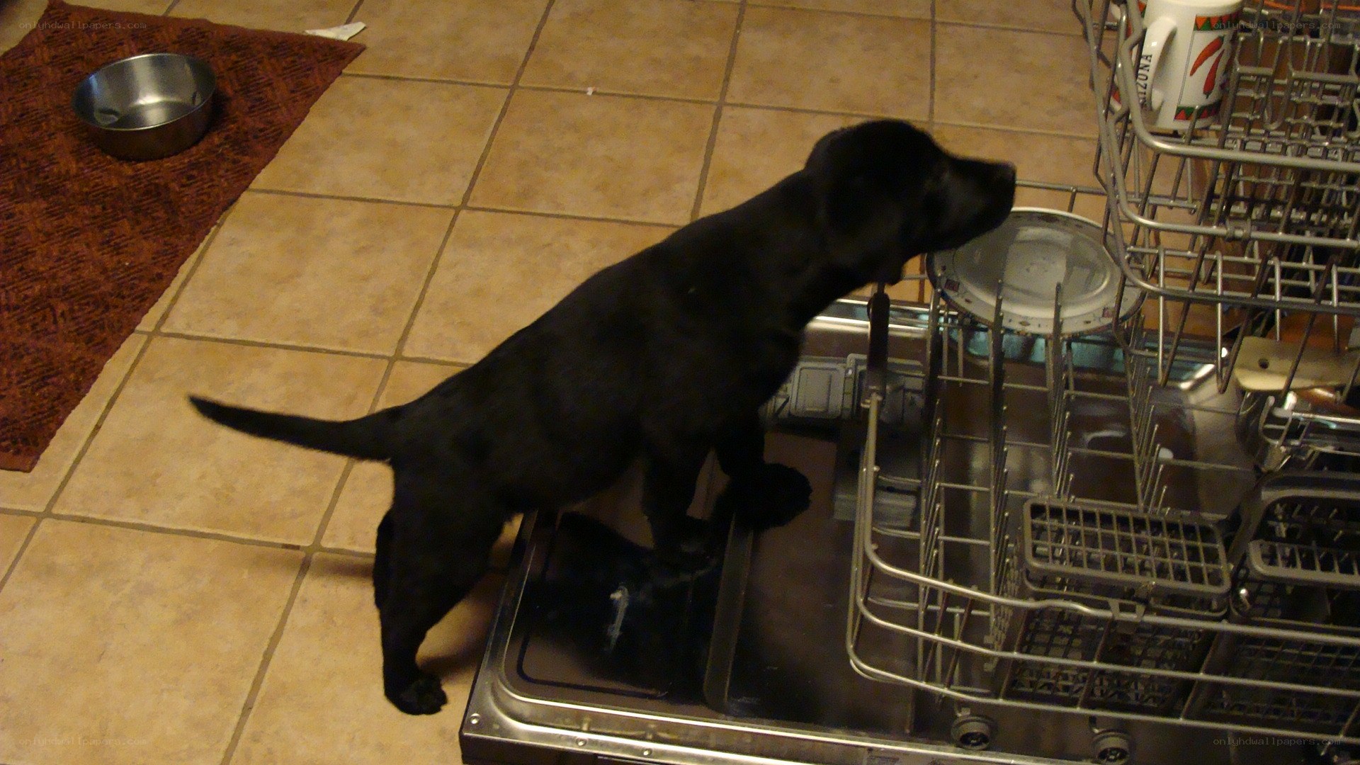 puppy in dishwasher