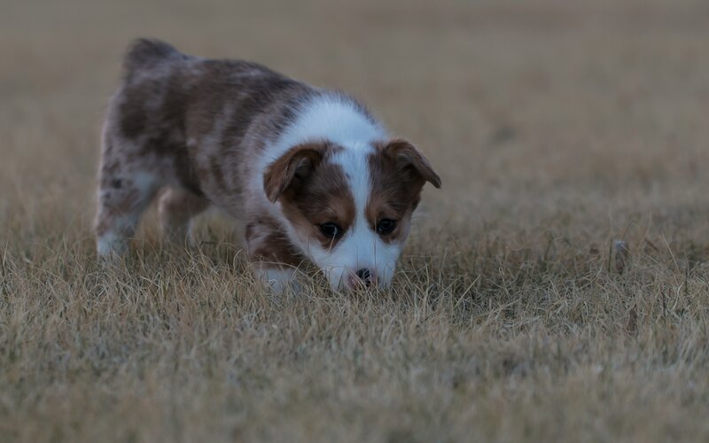 Puppy in Dry Grass — Brown, Calm, Sunset