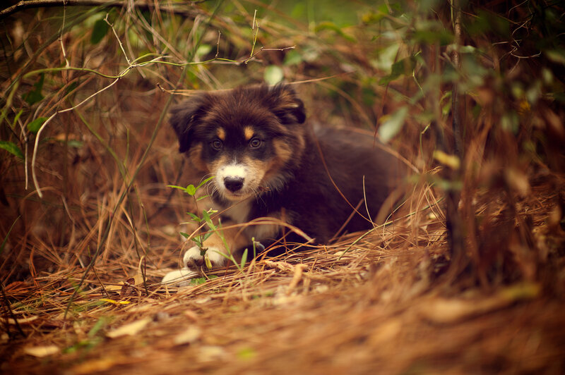 Puppy in Dry Grass — Brown, Calm