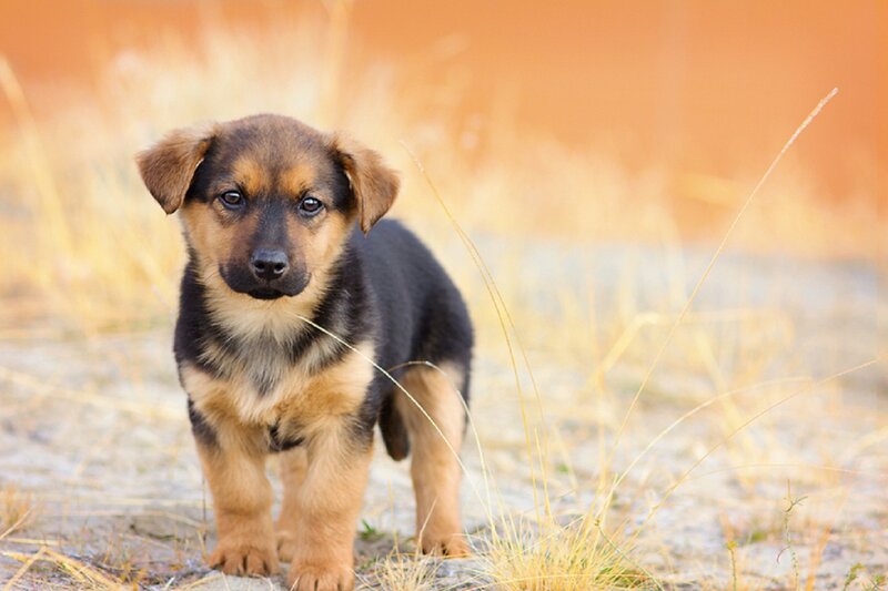 Puppy in Dry Grass — Brown