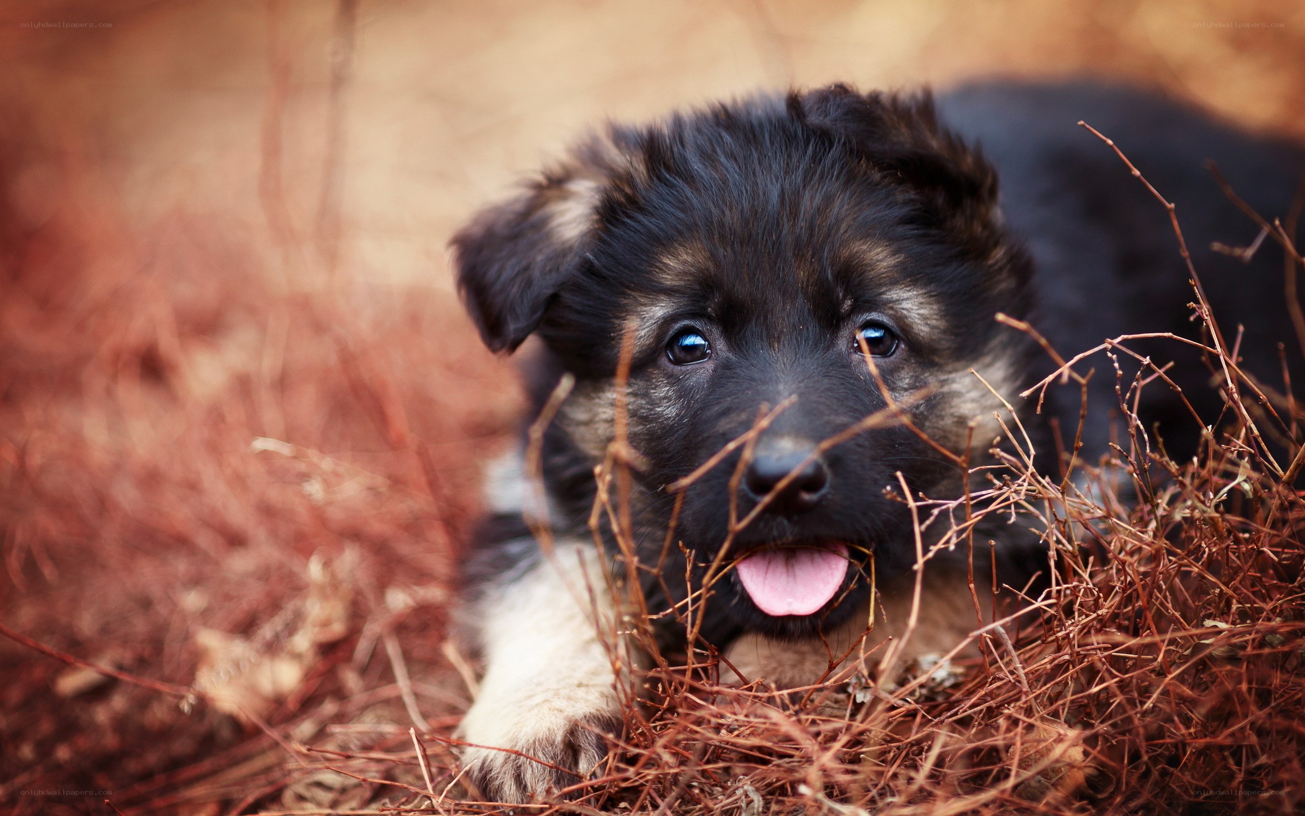 puppy in dry grass