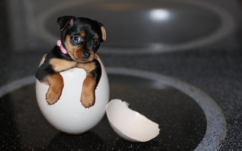 Puppy in Eggshell — Black