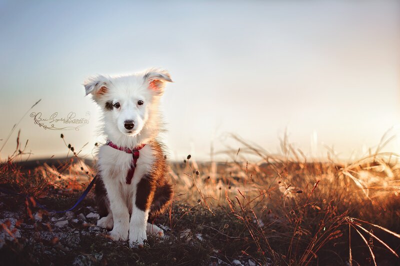 Puppy in Field
